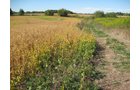 Property photo 37 - 80 Acres Offered in 4 Tracts - Horse Farm